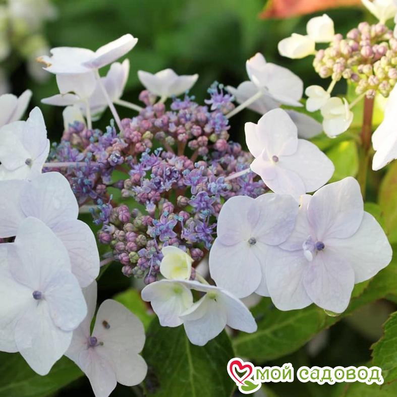 Гортензия крупнолистовая Маризи Перфекта ЗКС