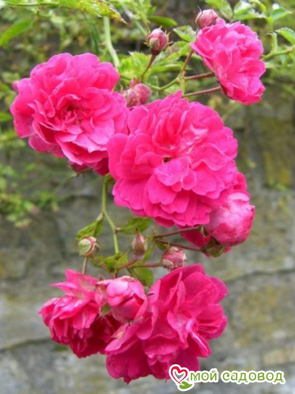 Роза Эксцельза