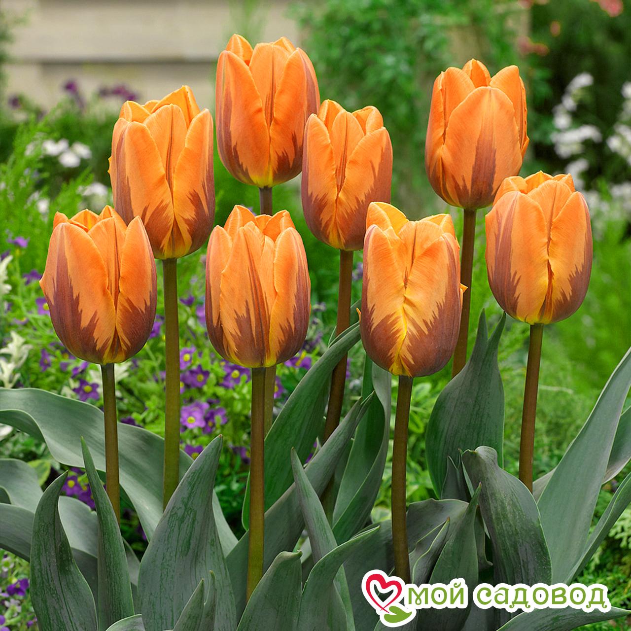 Тюльпан Триумф Принцесс Маргарет