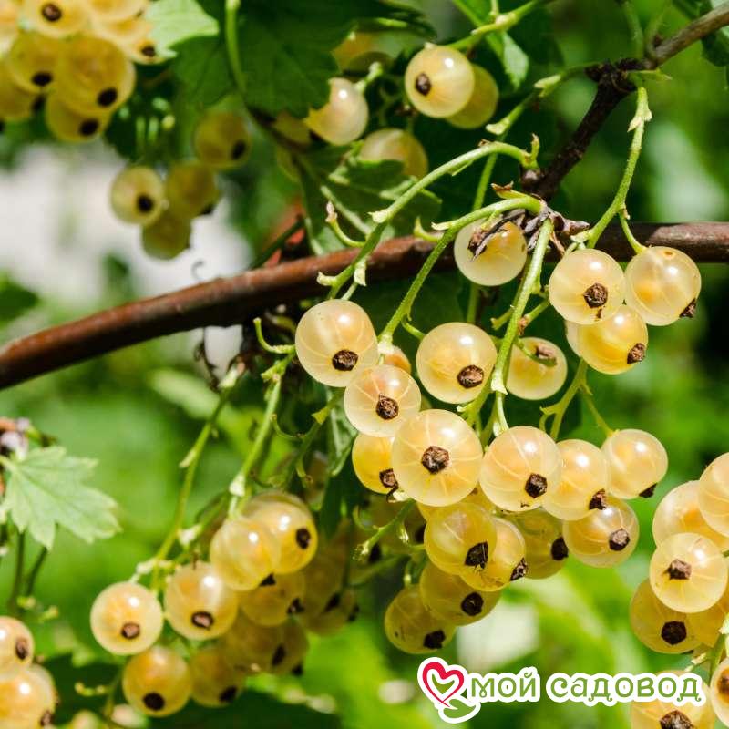 Белая смородина Белая Фея