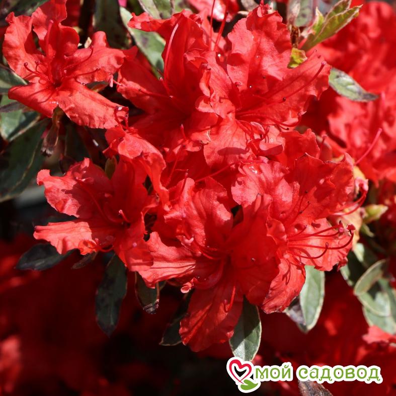 Азалия/РОДОДЕНДРОН РЕД ДЖЕК
