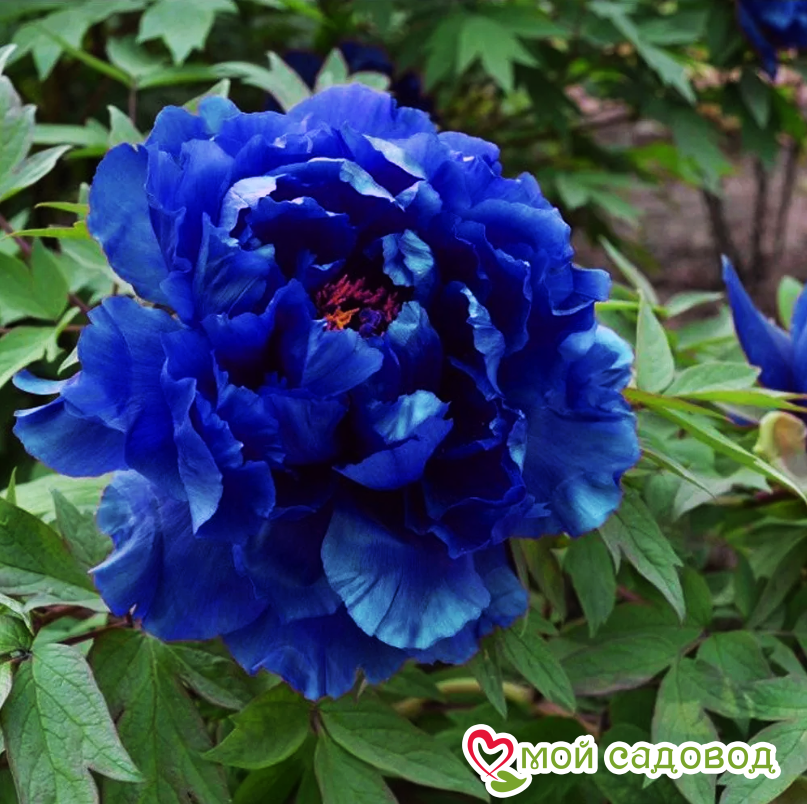 Пион Голубой лотос