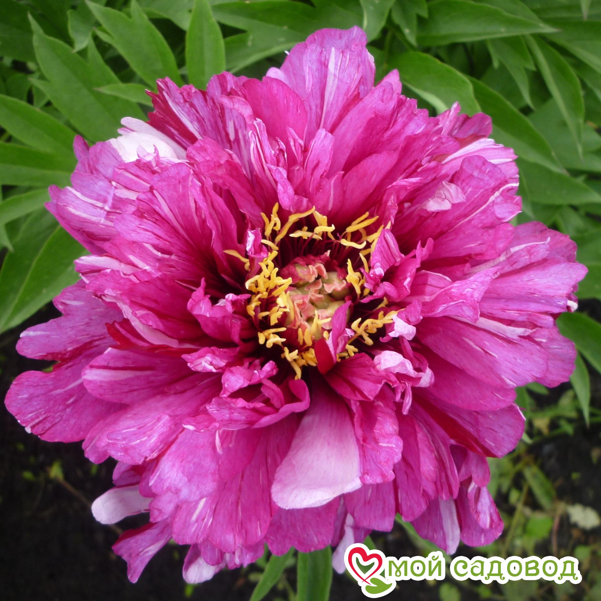 Пион ито-гибрид Монинг Лилак