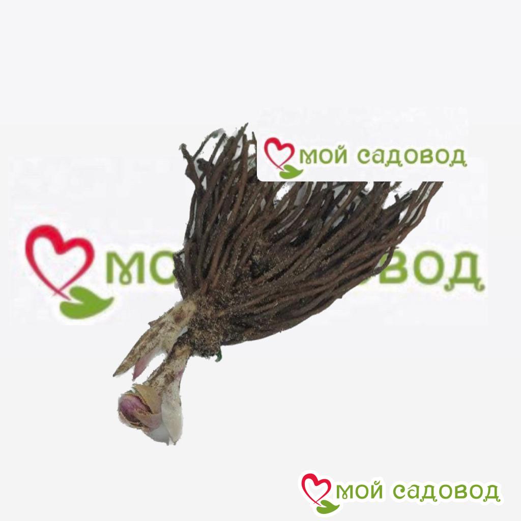 Хоста Сильвер Стик