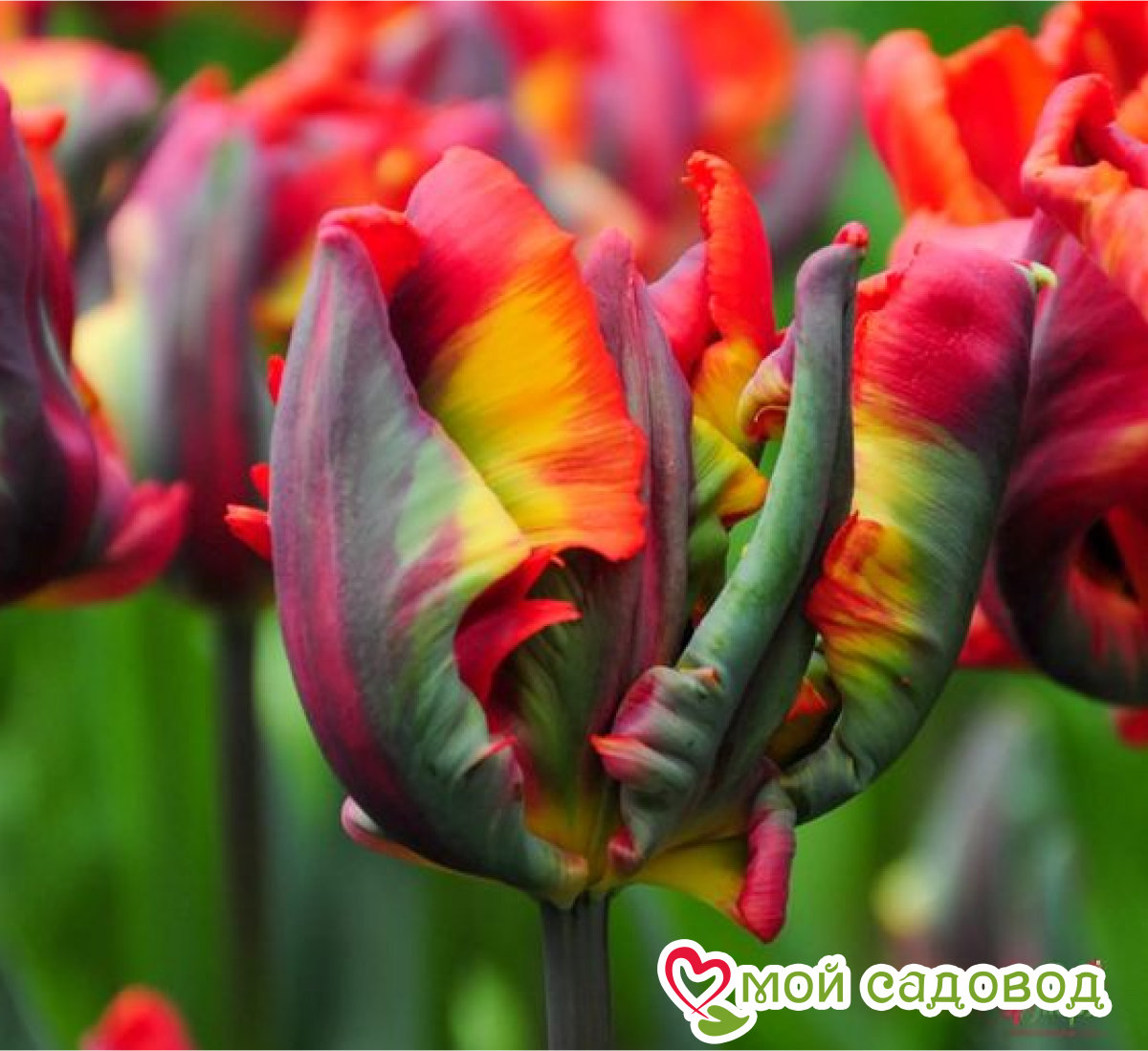 Тюльпан Эирпрайз