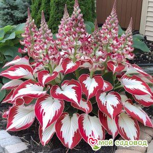 Хоста Ред Уайт Винг